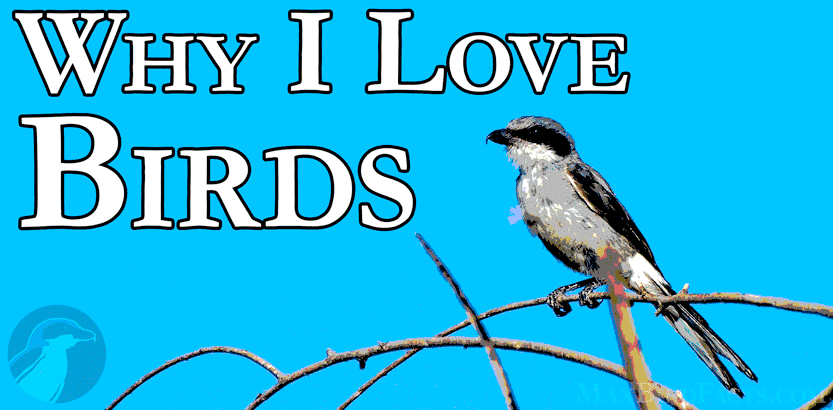 24. Why I Love Birds