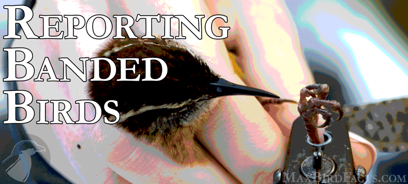 25. Banded Bird Reporting