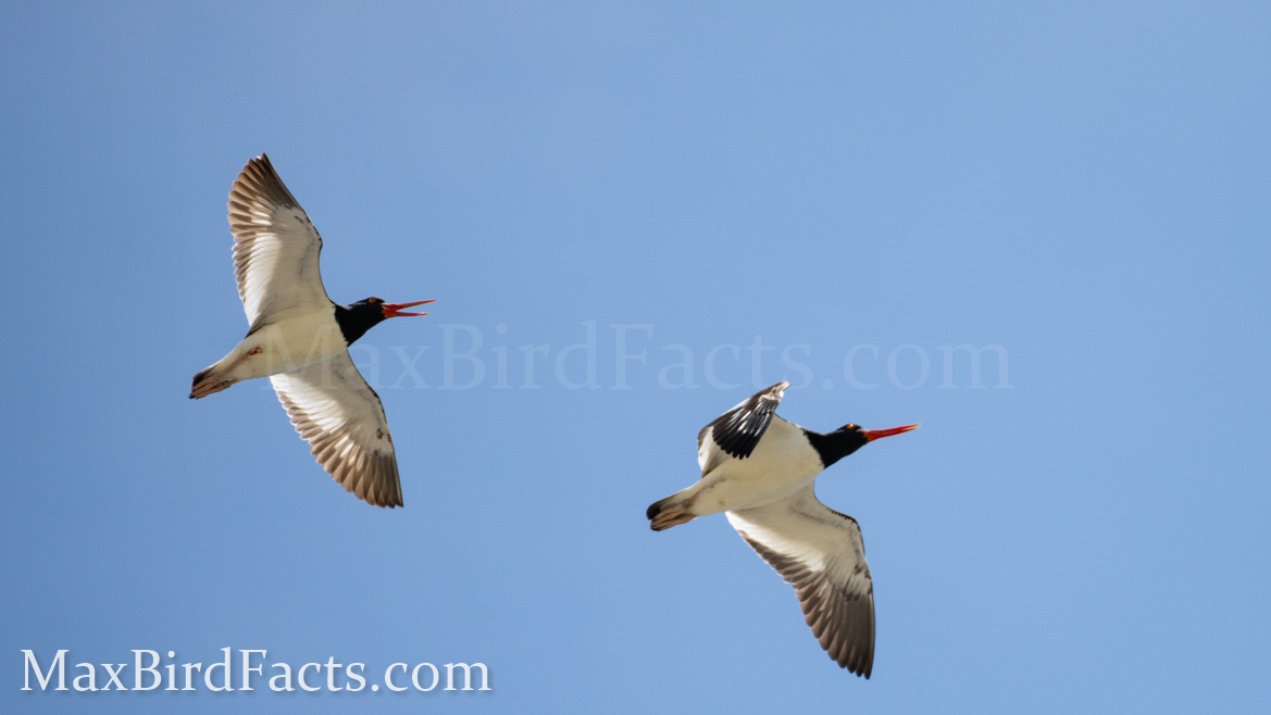 Banded_Bird_Reporting_American_Oystercatcher