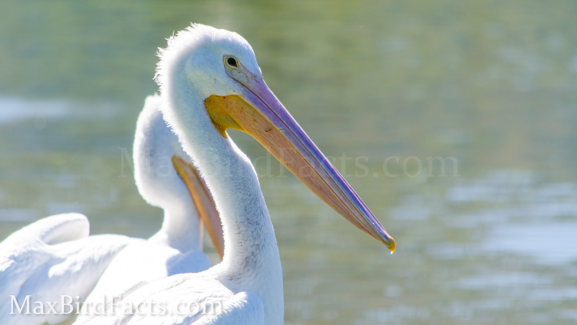 Banded_Bird_Reporting_American_White_Pelican