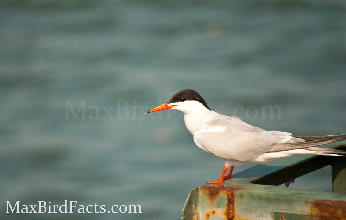 Banded_Bird_Reporting_Common_Tern