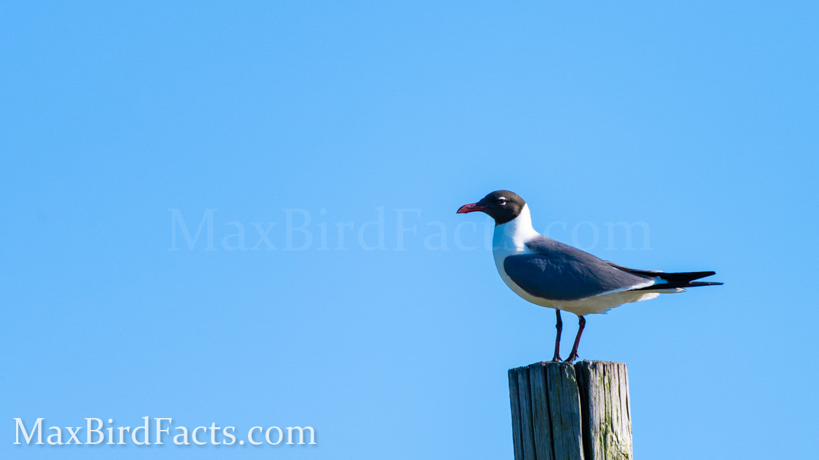 Banded_Bird_Reporting_Laughing_Gull