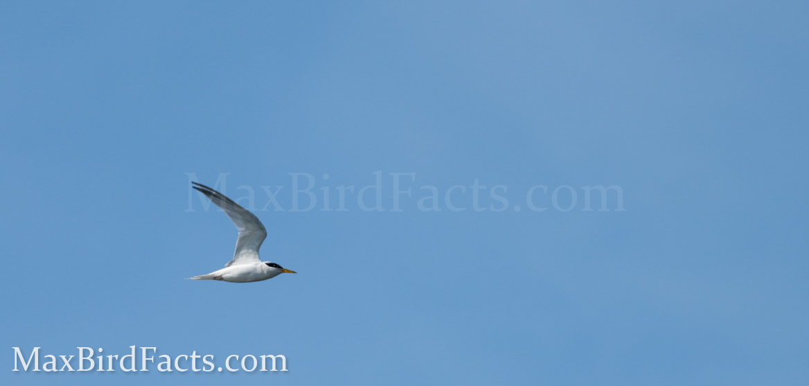 Banded_Bird_Reporting_Least_Tern