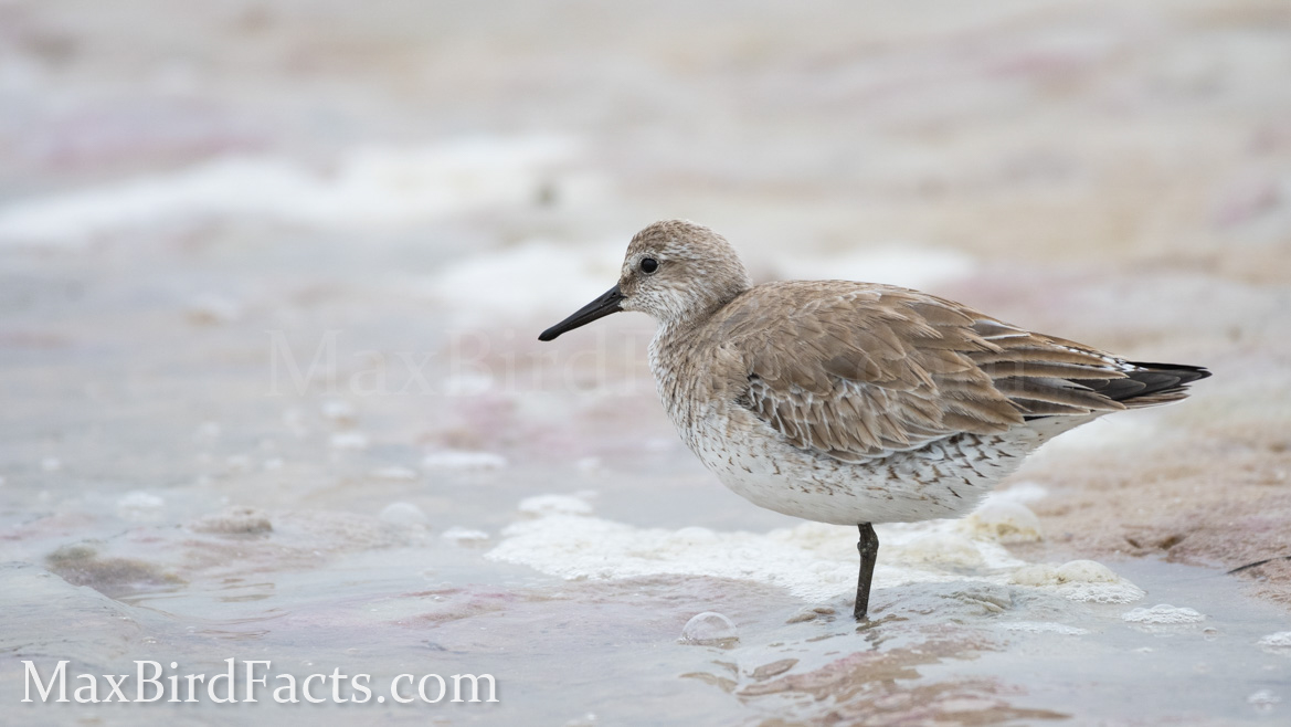 Banded_Bird_Reporting_Red_Knot