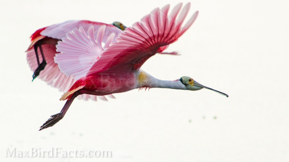 Banded_Bird_Reporting_Roseate_Spoonbill