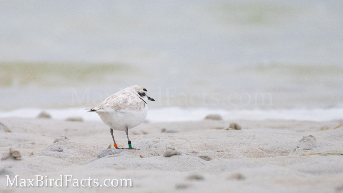 Banded_Bird_Reporting_Piping_Plover