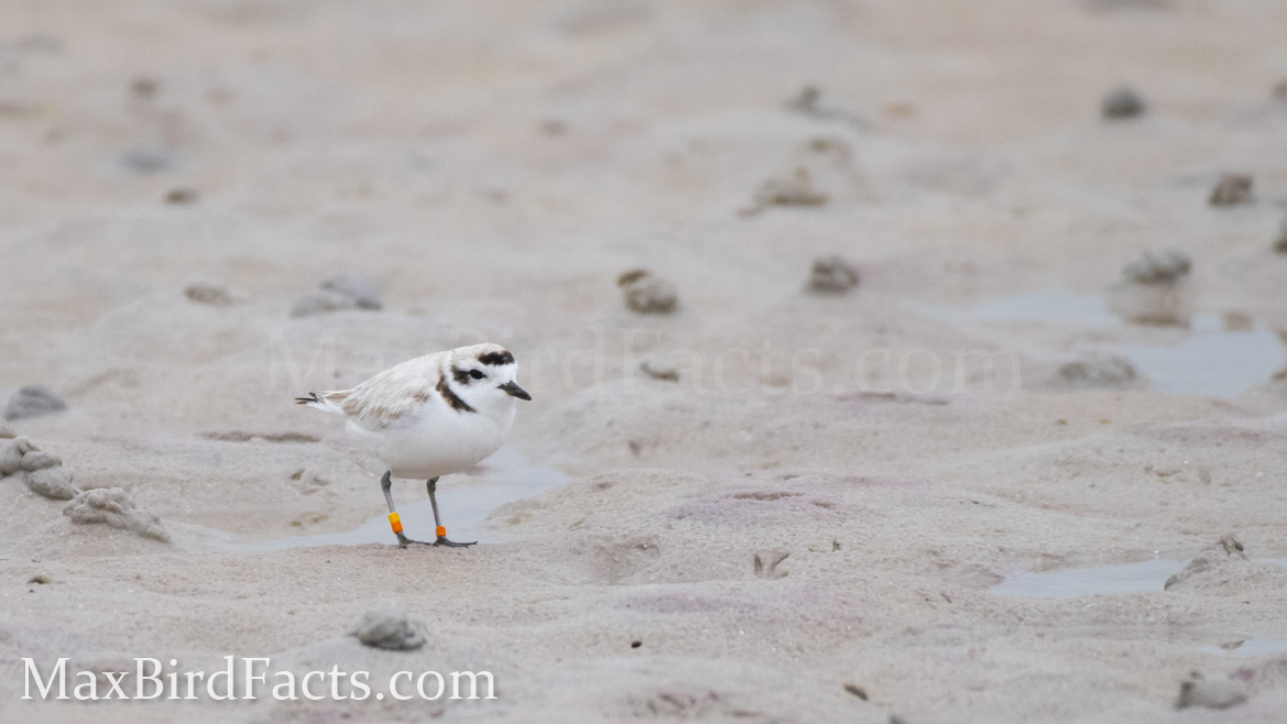 Banded_Bird_Reporting_Snowy_Plover