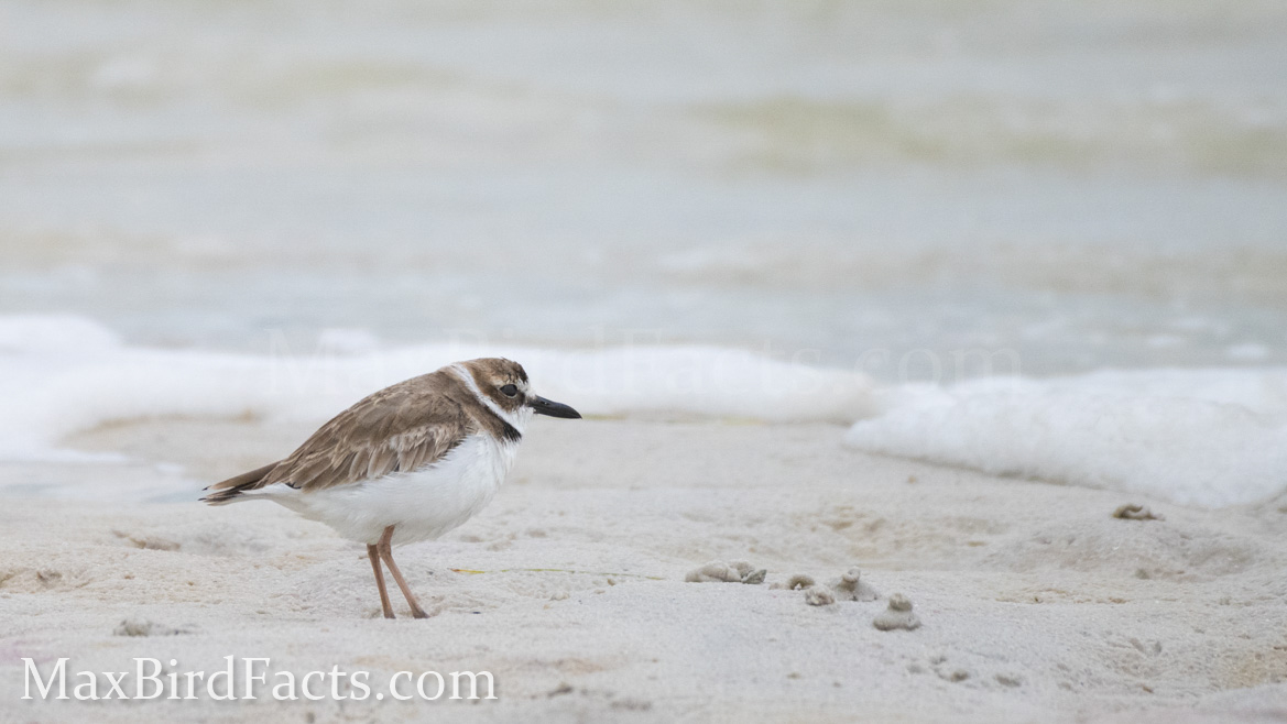 Banded_Bird_Reporting_Wilsons_Plover