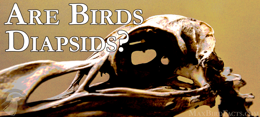 26. Are Birds Diapsids