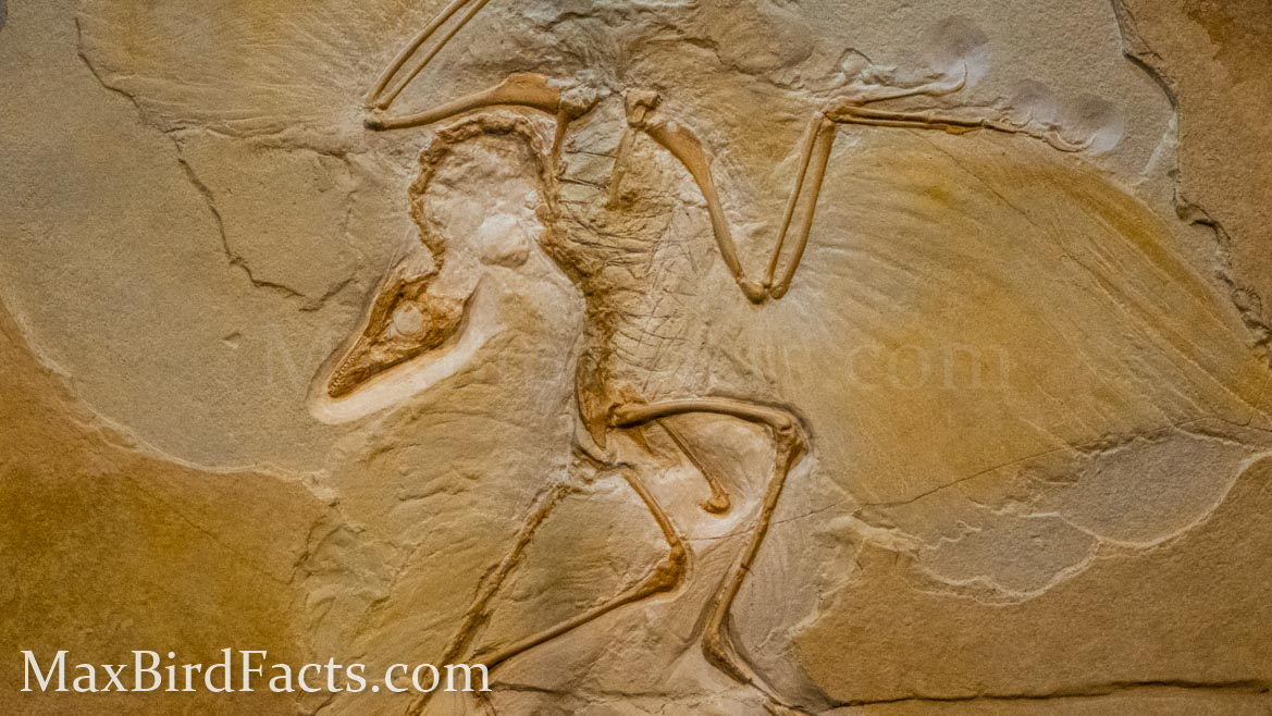 Are_Birds_Diapsids_archaeopteryx_fossil