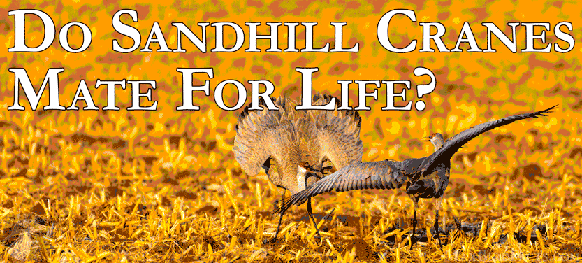 27. Do Sandhill Cranes Mate For Life