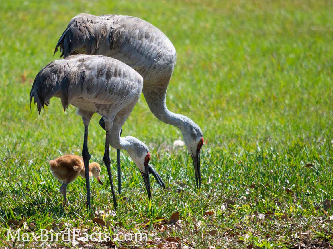 Do_Sandhill_Cranes_Mate_For_Life_both_parents_with_one_colt
