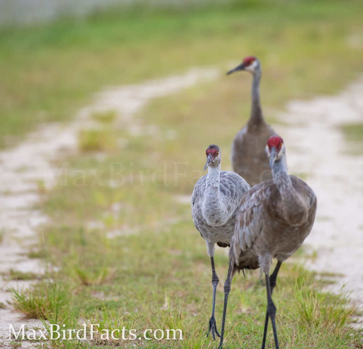 Do_Sandhill_Cranes_Mate_For_Life_family_with_yearling