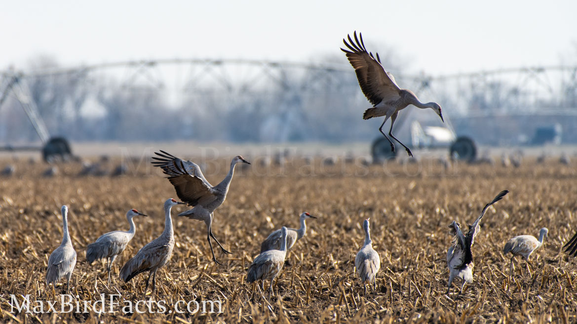 Do_Sandhill_Cranes_Mate_For_Life_group_display