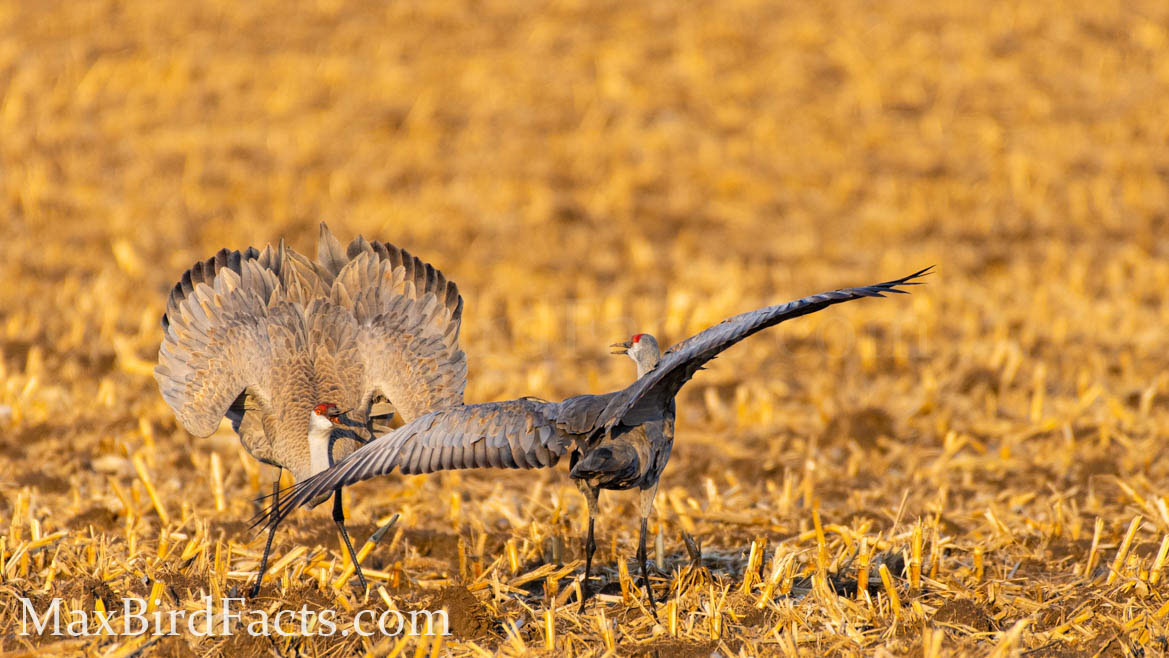 Do_Sandhill_Cranes_Mate_For_Life_mating_dance