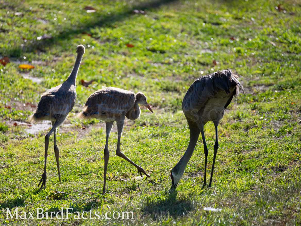 Do_Sandhill_Cranes_Mate_For_Life_parent_with_yearlings