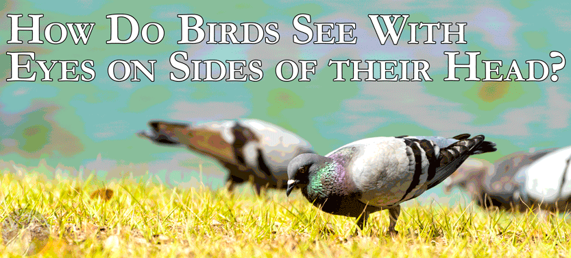 28. How Do Birds See With Eyes On Sides of their Head 2