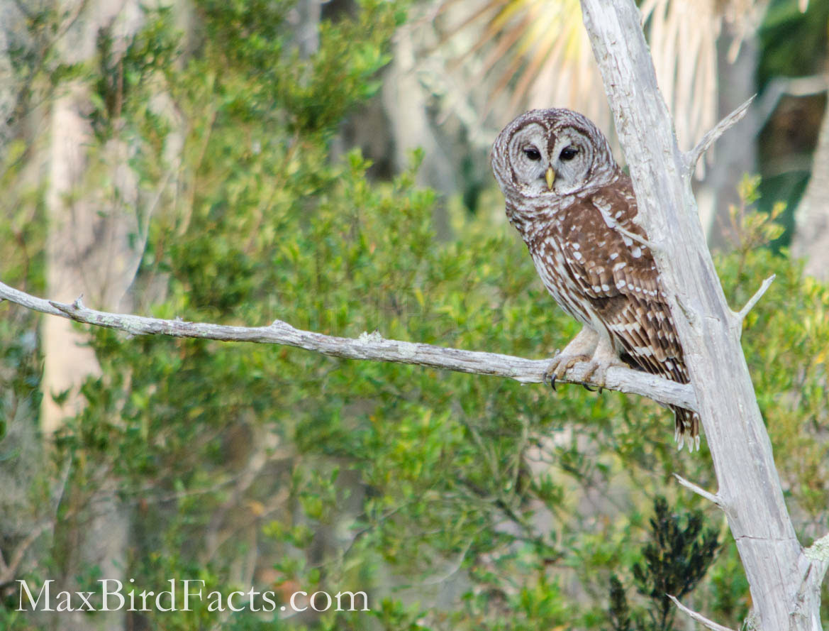 perched barred owl in orlando wetlands park