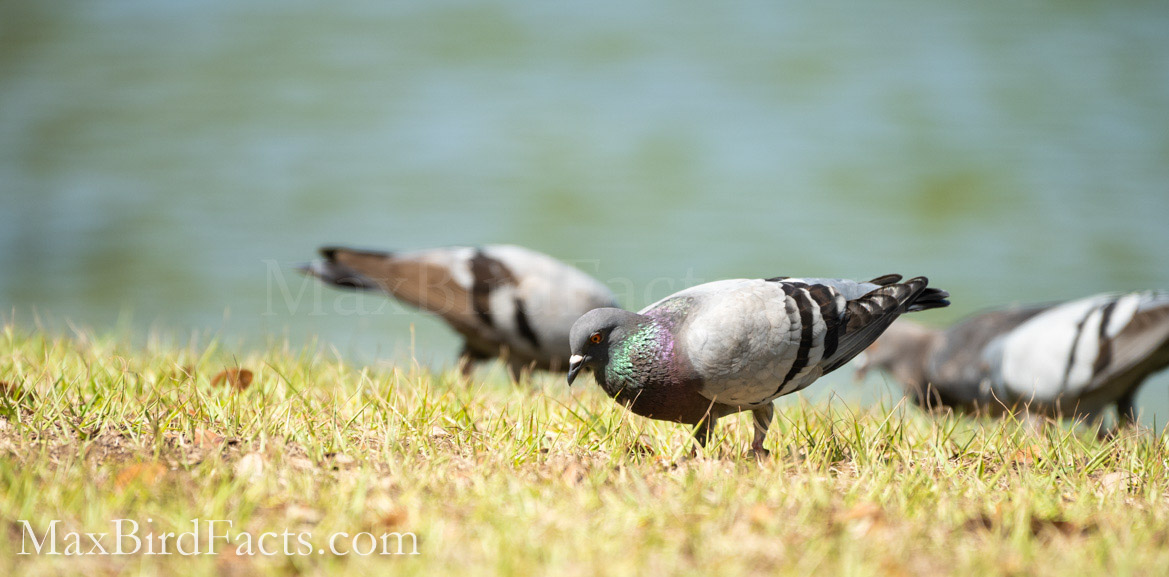 rock pigeons foraging in downtown orlando