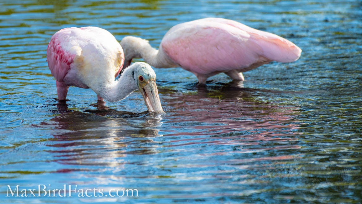 roseate spoonbills foraging in blackpoint wildlife drive