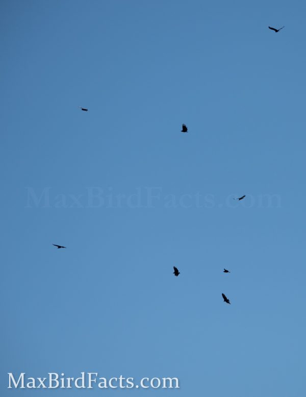 Why Do Vultures Circle Thermal Soaring and Opossum Pancakes