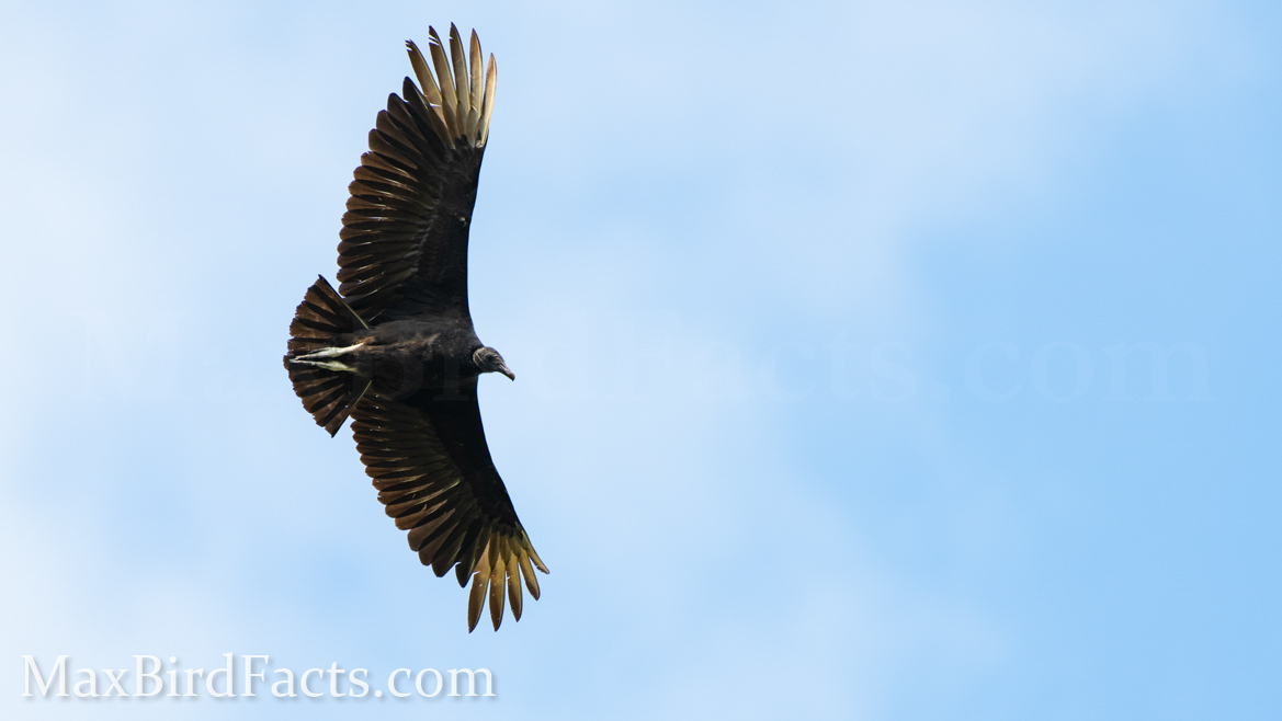 Why_Do_Vultures_Circle_black_vulture_soaring