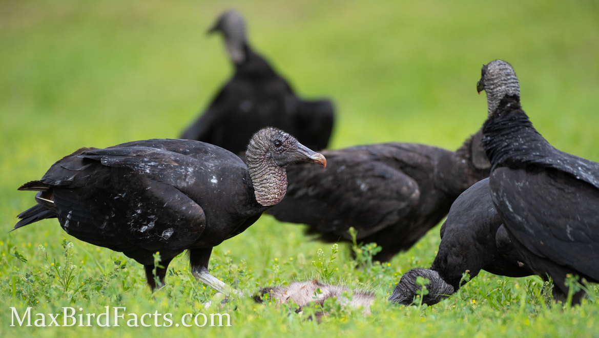 Why_Do_Vultures_Circle_black_vultures_feeding