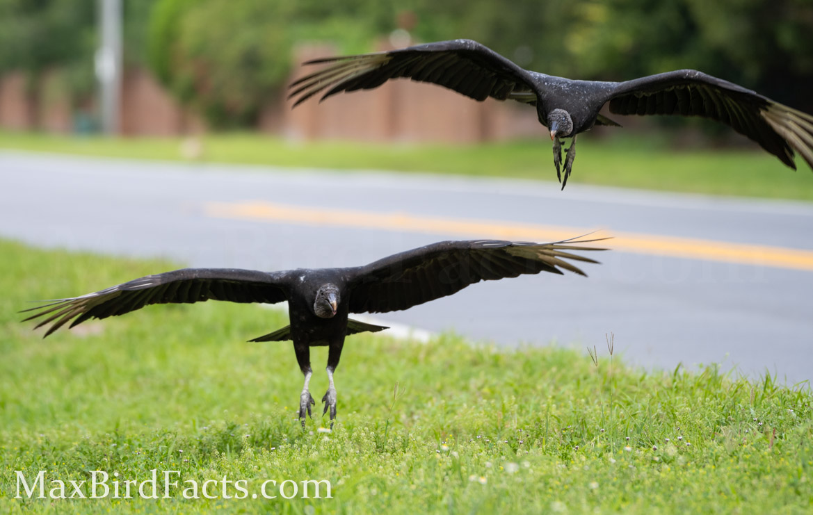 Why_Do_Vultures_Circle_black_vultures_landing