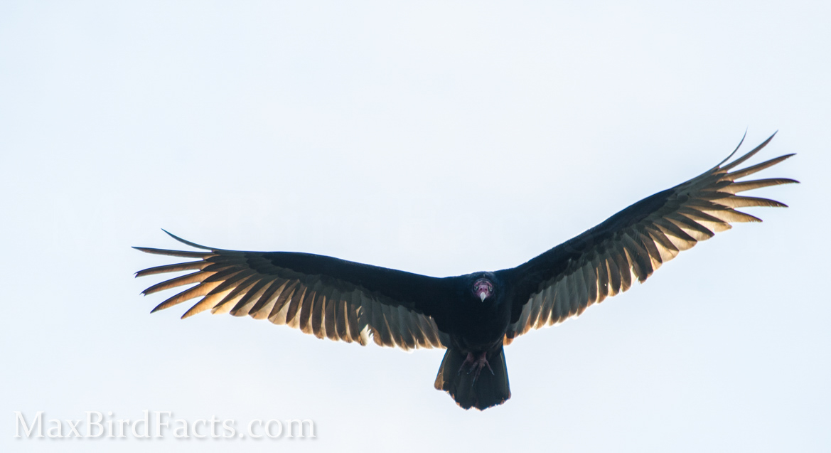 Why_Do_Vultures_Circle_turkey_vulture_flying