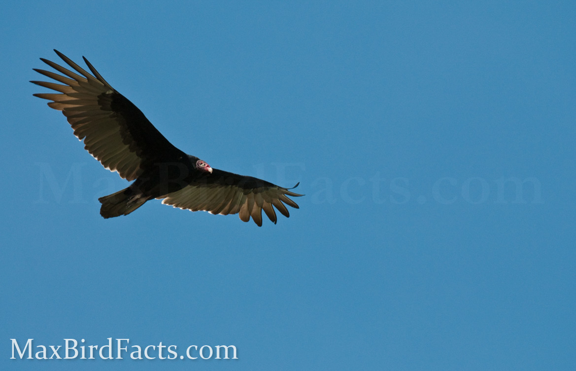 Why_Do_Vultures_Circle_turkey_vulture_soar