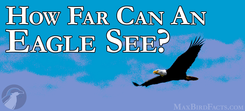 30. How Far Can An Eagle See