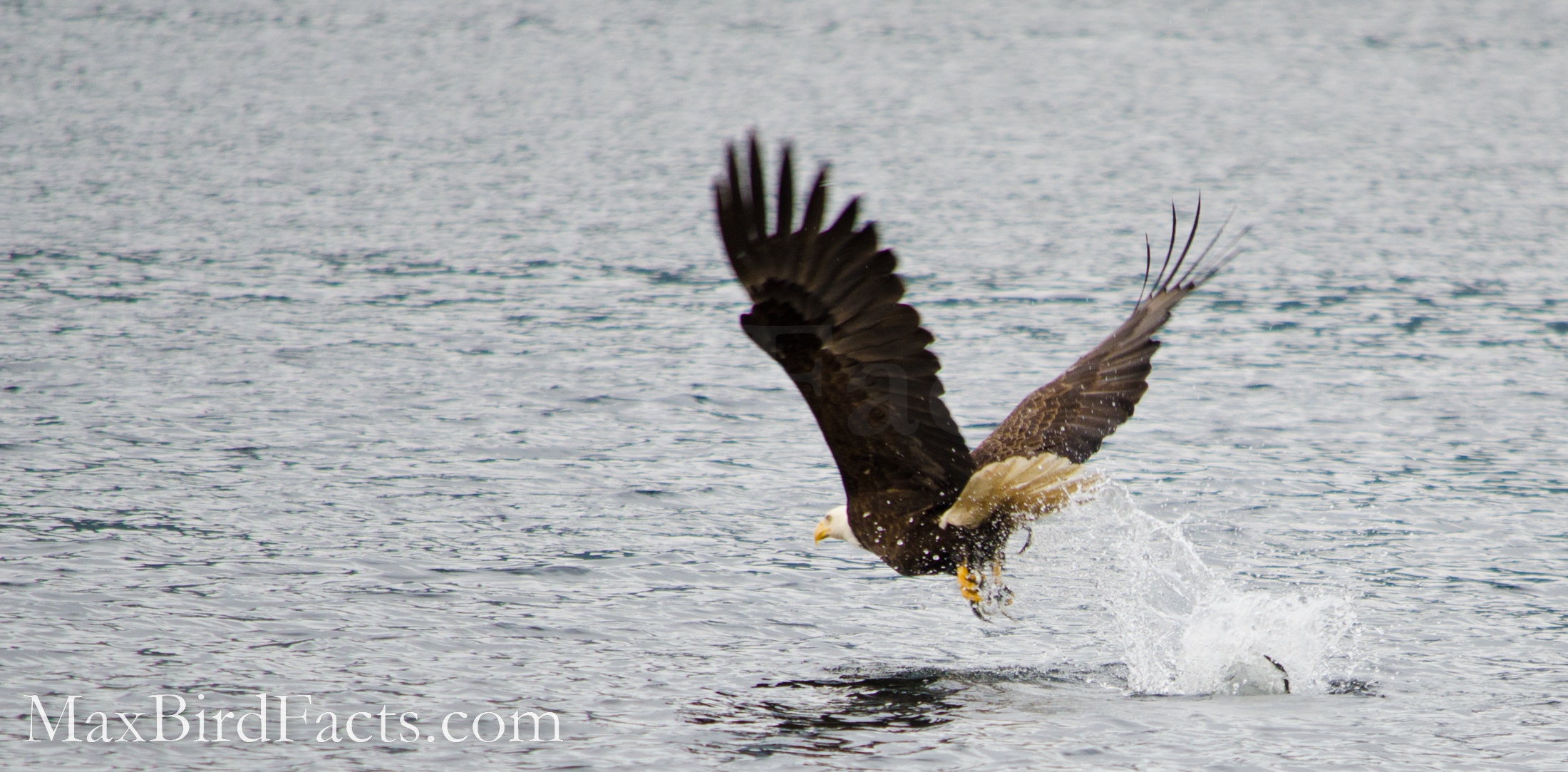 How_Far_Can_An_Eagle_See_bald_eagle_catching_fish