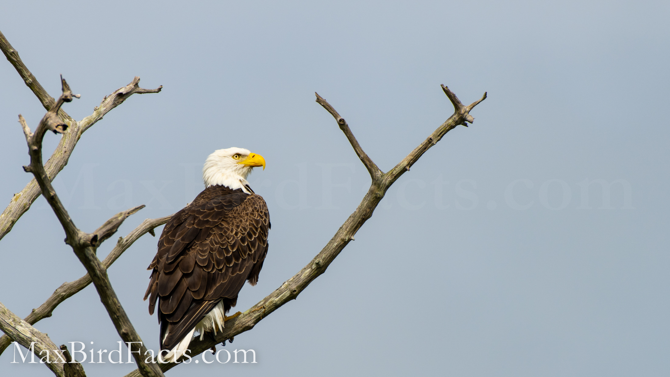 How_Far_Can_An_Eagle_See_bald_eagle_perched_in_dead_tree