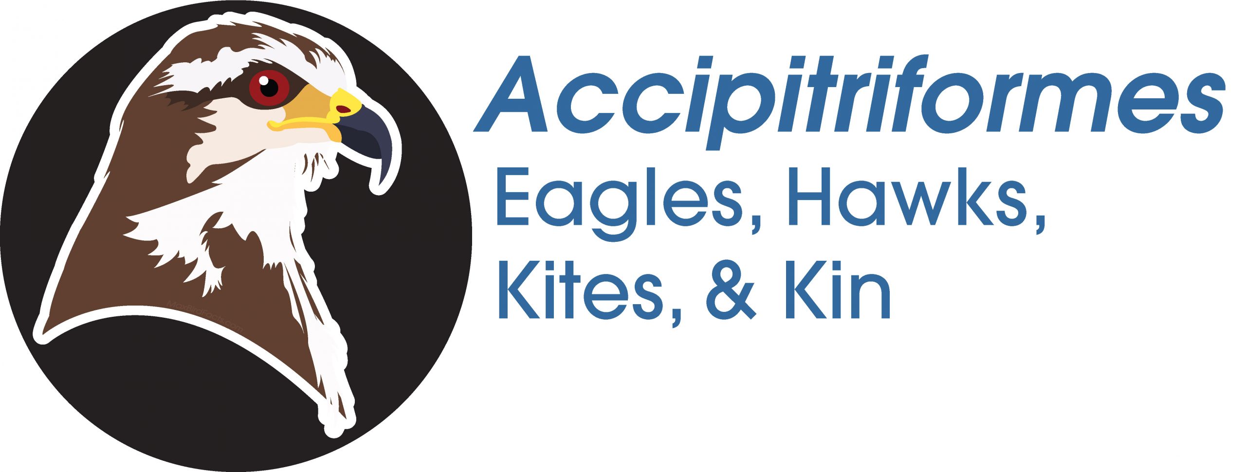 Accipitriformes
Eagles, Hawks, Kites, and Kin
Snail Kite