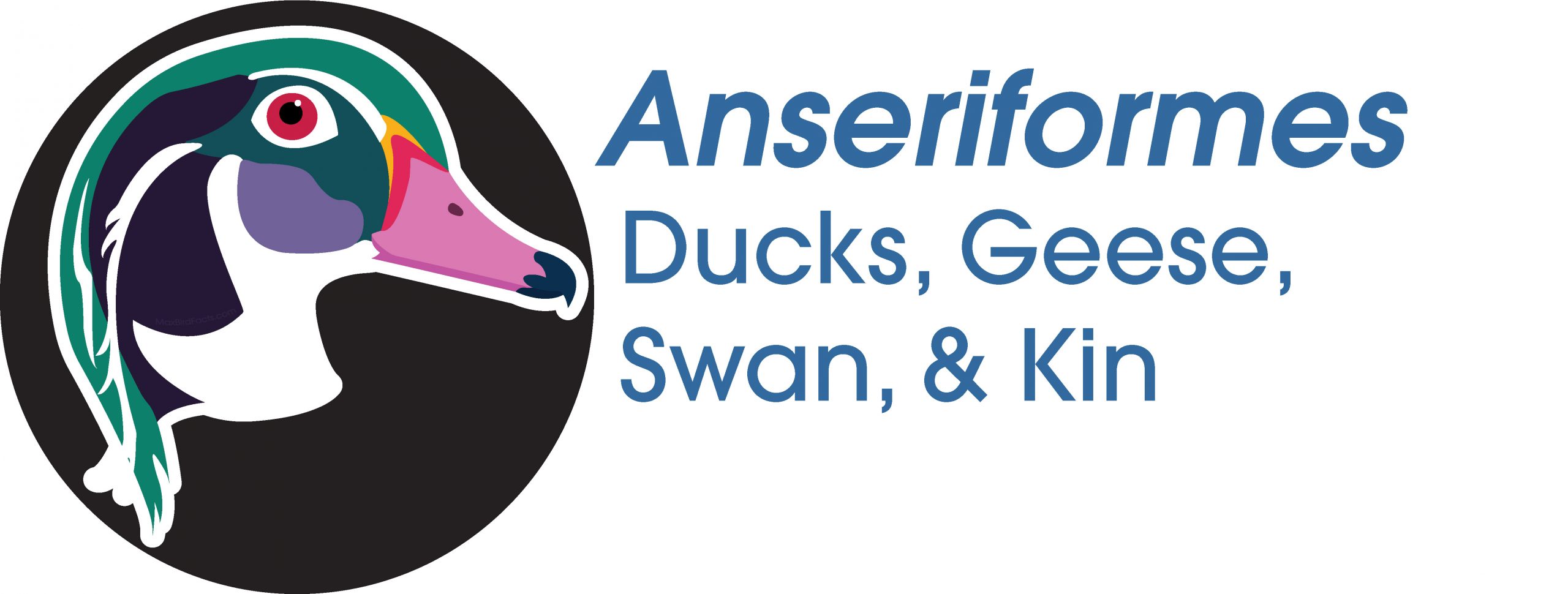 Anseriformes
Ducks, Geese, Swan, and Kin
Wood Duck