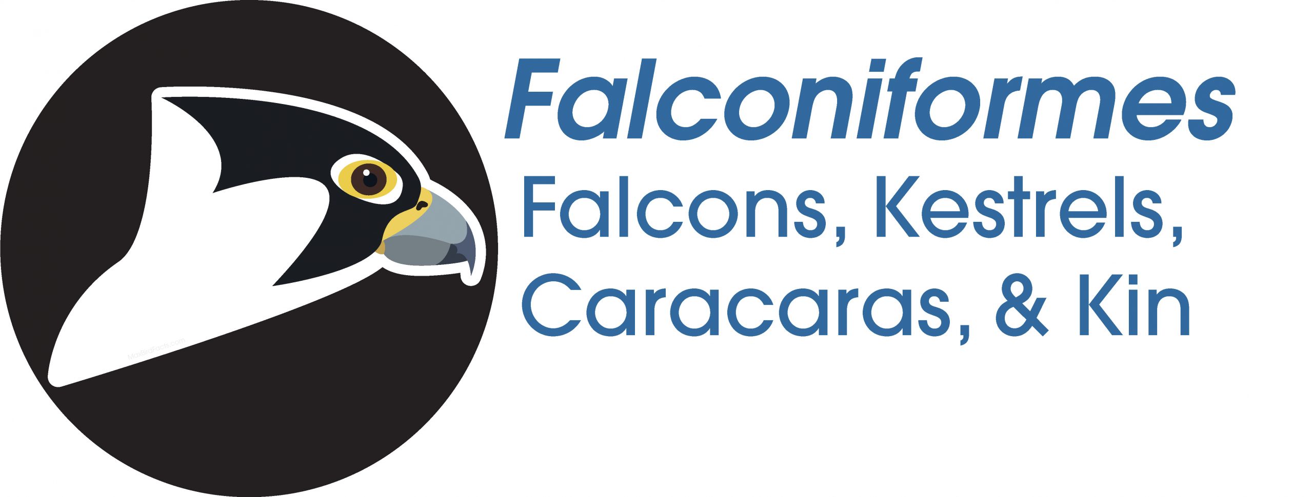 Falconiformes
Falcons, Kestrels, Caracaras, and Kin
Peregrine Falcon
