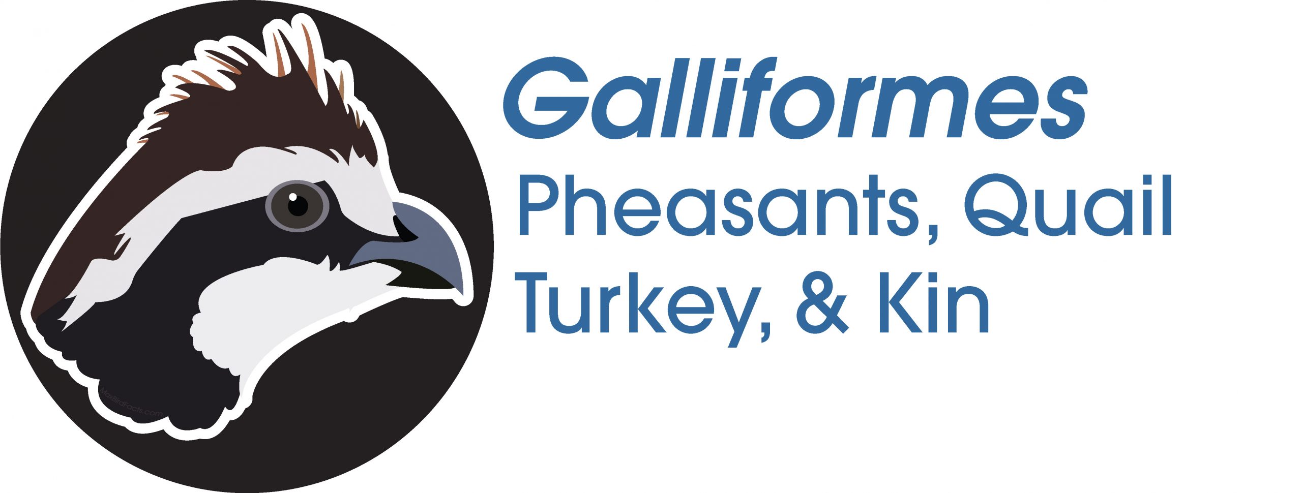 Galliformes
Pheasants, Quail, Turkey, and Kin
Northern Bobwhite
