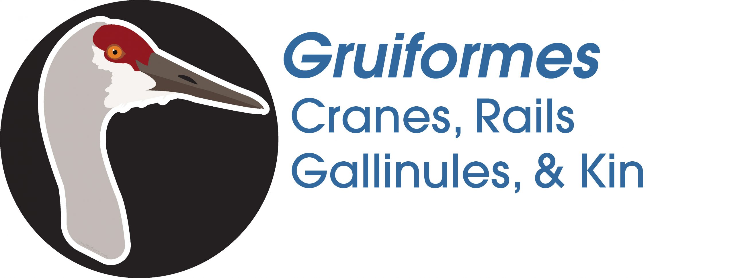 Gruiformes
Cranes, Rails, Gallinules, and Kin
Sandhill Crane