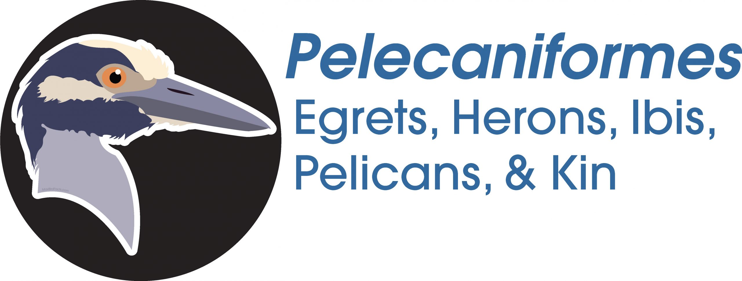 Pelecaniformes
Egrets, Herons, Ibis, Pelicans, and Kin
Yellow-crowned Night-Heron