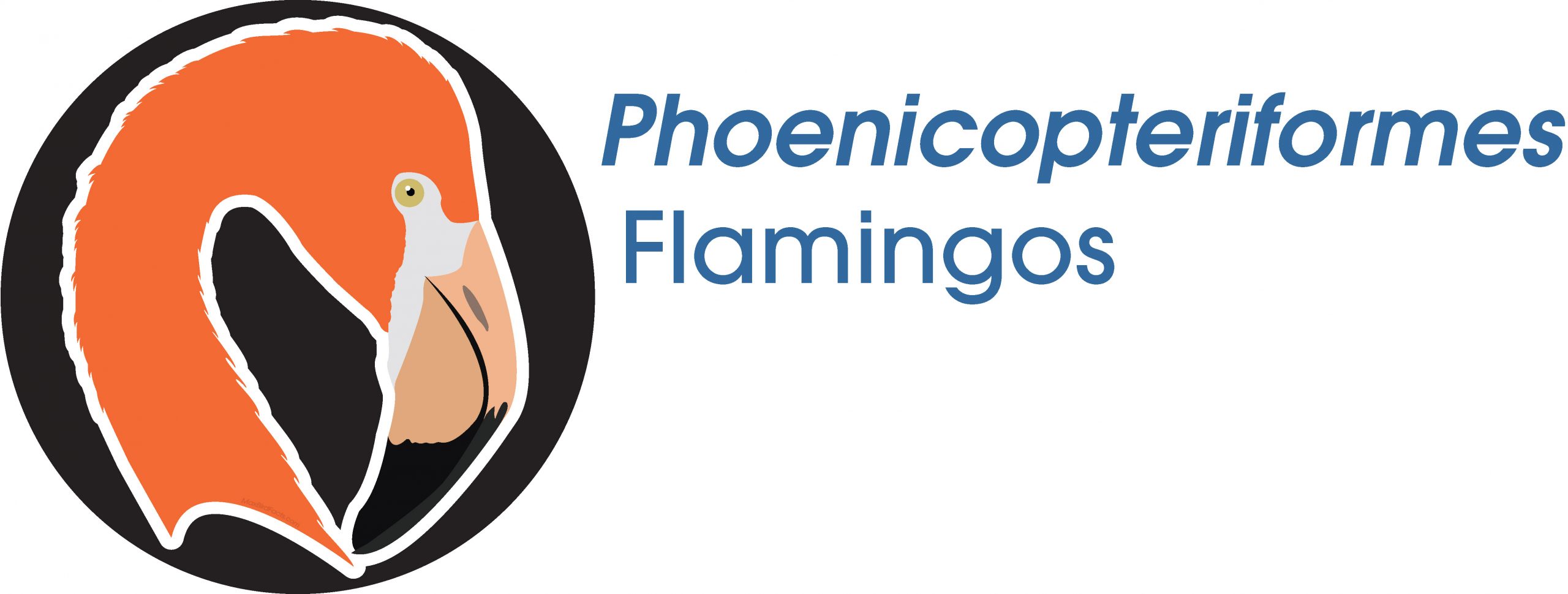 Phoenicopteriformes
Flamingos
American Flamingo