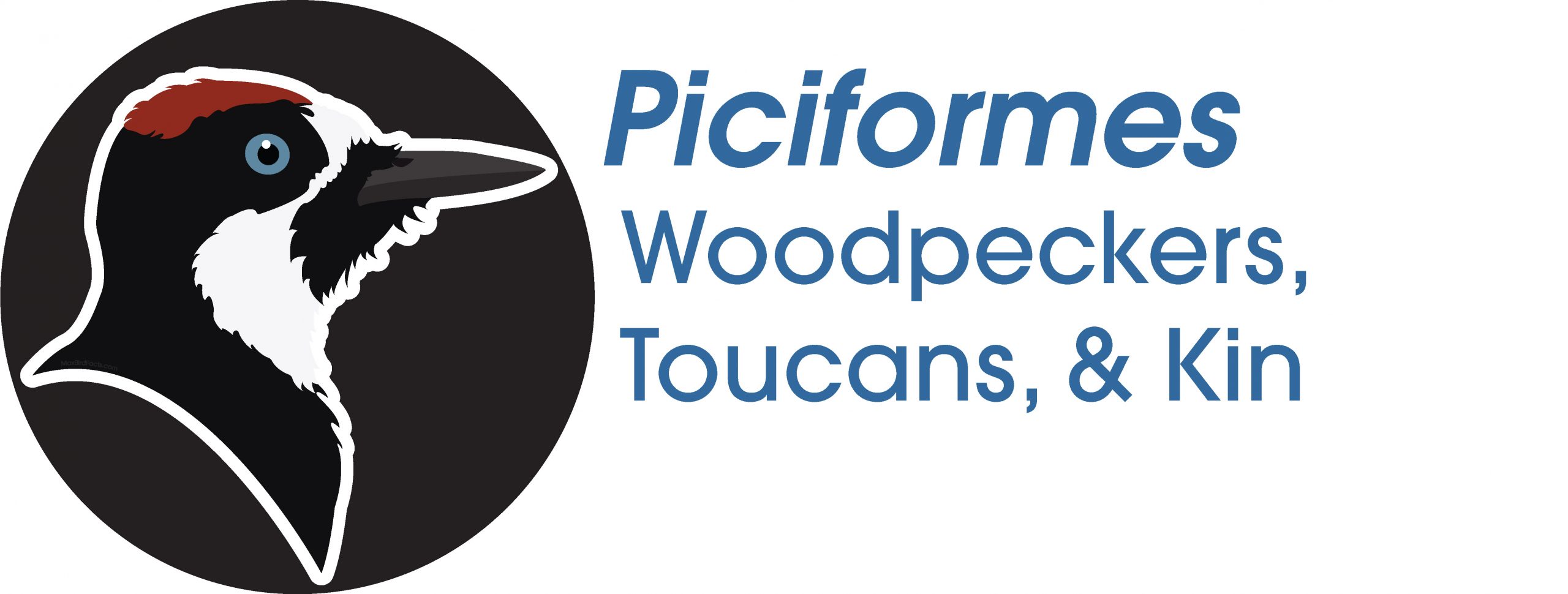 Piciformes
Woodpeckers, Toucans, and Kin
Acorn Woodpecker