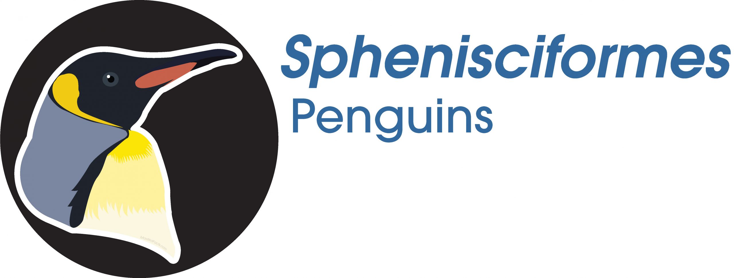 Sphenisciformes
Penguins
King Penguin