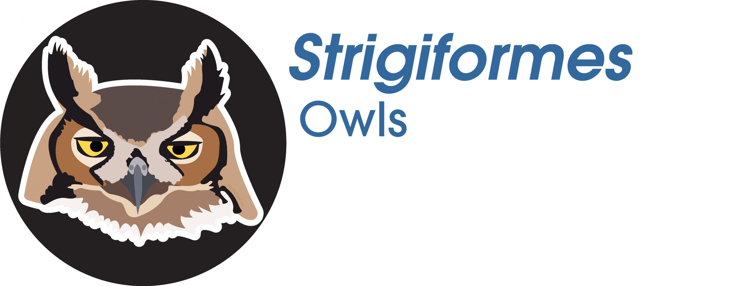 Strigiformes
Owls
Great Horned Owl