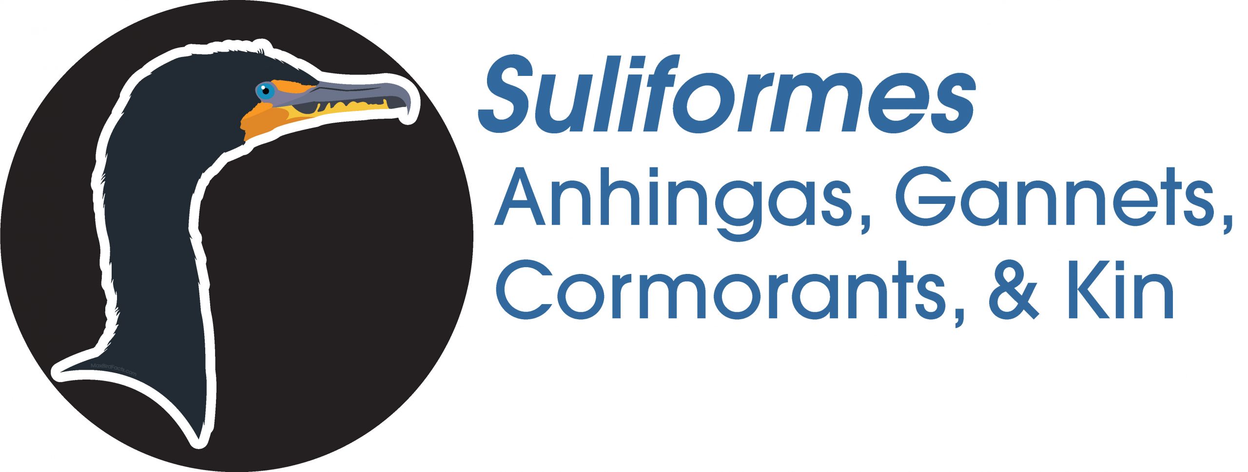 Suliformes
Anhinga, Gannets, Cormorants, and Kin
Double-crested Cormorant