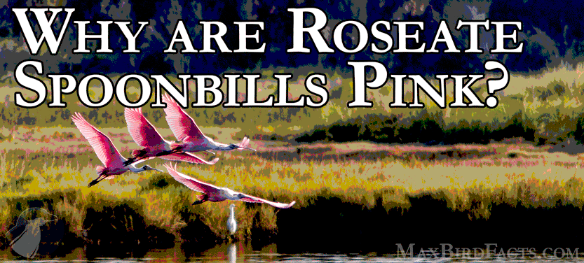31. Why Are Roseate Spoonbills Pink