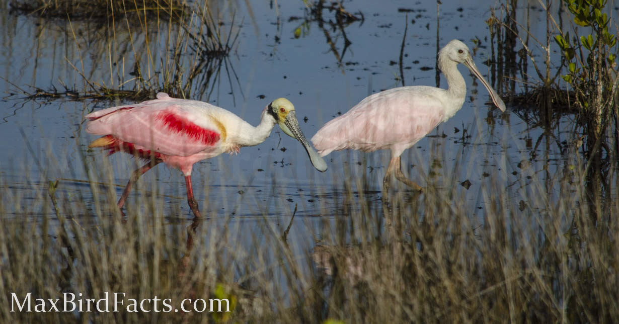 Why_Are_Roseate_Spoonbills_Pink_adult_and_juvenile_roseate_spoonbills