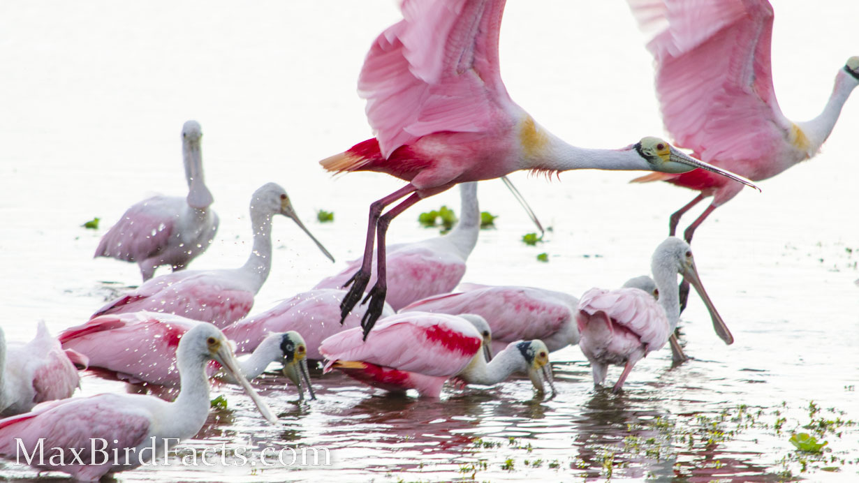 Why_Are_Roseate_Spoonbills_Pink_group_of_spoonbills_feeding