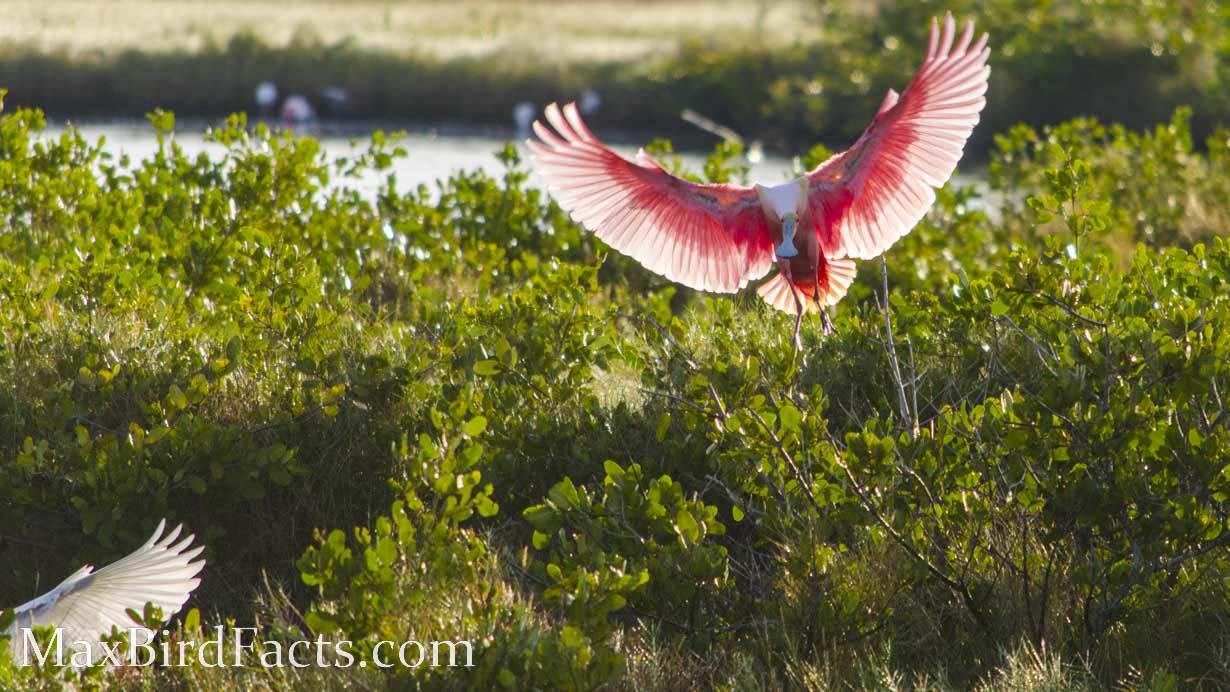 Why_Are_Roseate_Spoonbills_Pink_roseate_spoonbill_landing