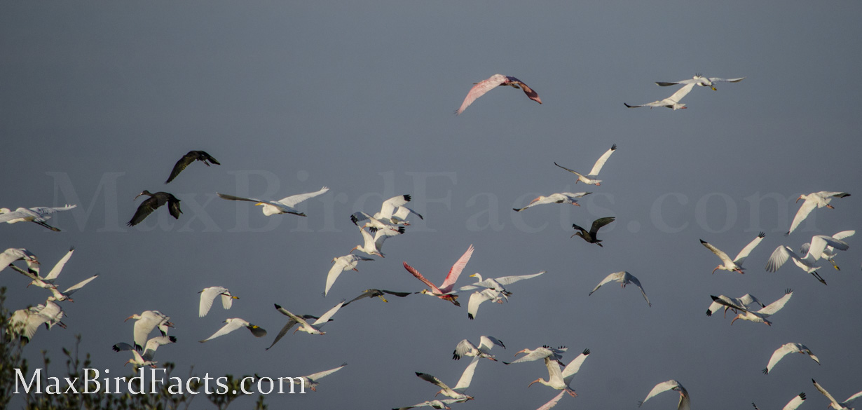 Why_Are_Roseate_Spoonbills_Pink_roseate_spoonbills_in_mixed_flock
