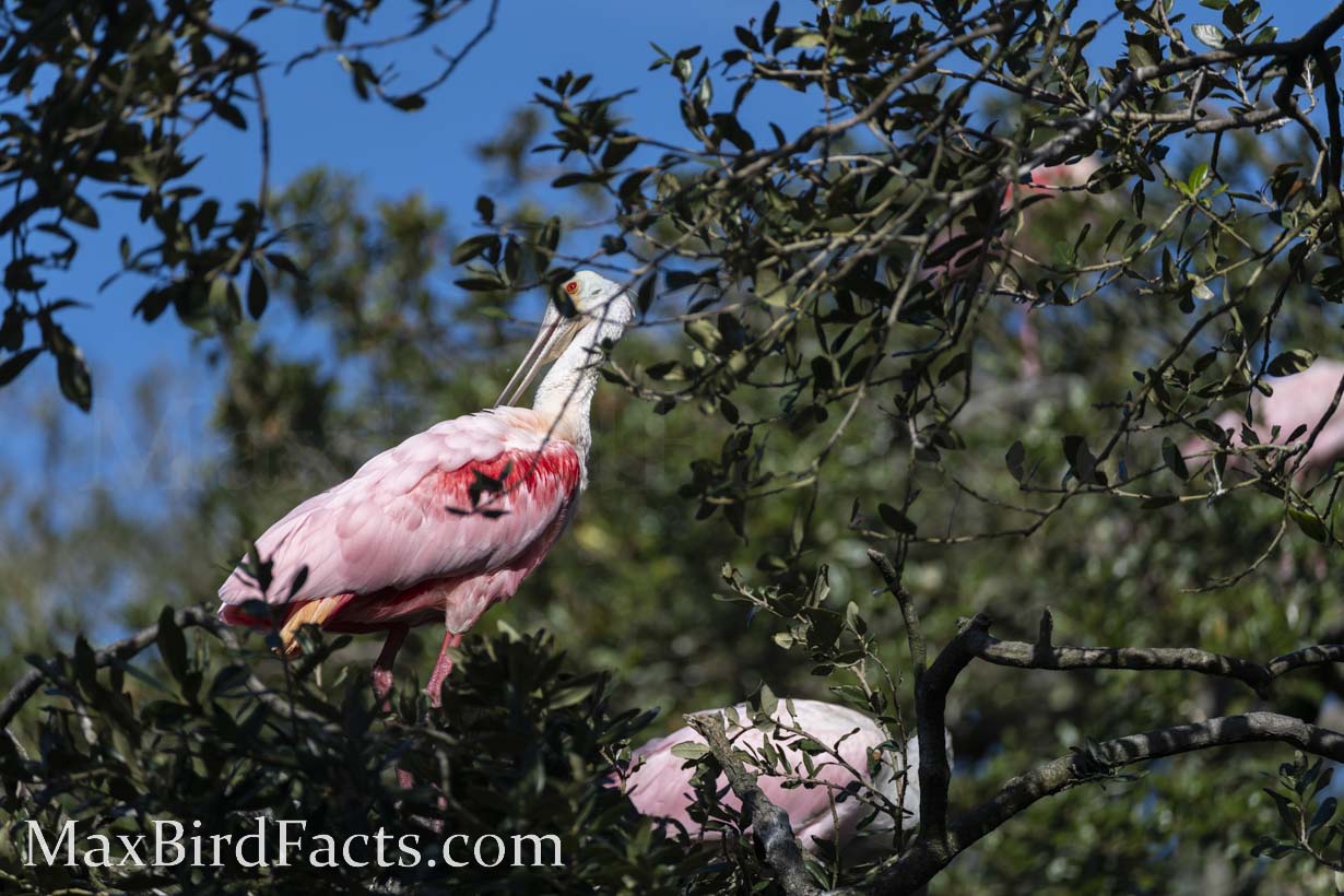 Why_Are_Roseate_Spoonbills_Pink_spoonbill_colony